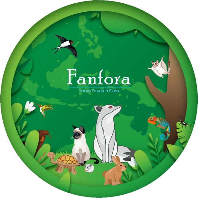 Fanfora